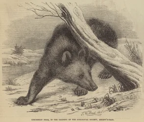 Circassian Bear, in the Gardens of the Zoological Society, Regent
